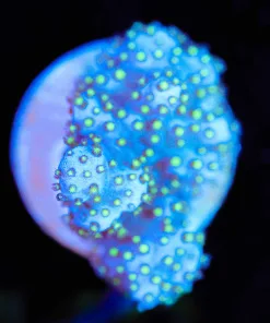 Wysiwyg Purple Fiji Leather [F113]