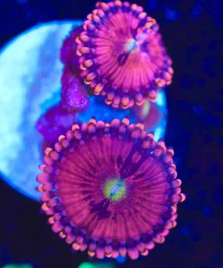 Wysiwyg 2x Princess 99 Zoanthid Frag [F114]