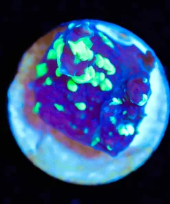 Wysiwyg Small UFO Chalice Frag [F115]