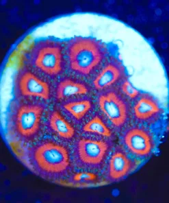 Wysiwyg Red Bull Zoanthid Frag [F116] *Japanese Deep Water Zoa *