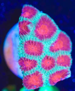 Watermelon Favia Frag (T3 - S10)