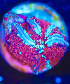 Wysiwyg Small Red Riding Hood Mushrom Frag [F119] *Free shipping! Minimum $249 livestock spend*