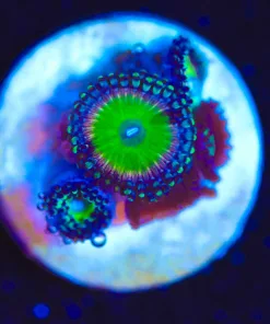 Wysiwyg Small Candy Apple Pink Frag [F123]