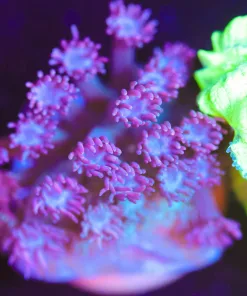 Wysiwyg Flowerpot Frag [F125]