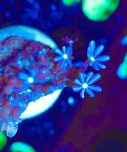 Wysiwyg Tiny Tiny Daisy Coral Frag [F133]