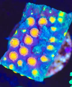 Wysiwyg Cyphastrea Frag [F134]