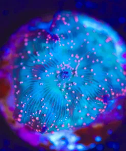 Wysiwyg Pink Speckled Mushroom Frag [F136]