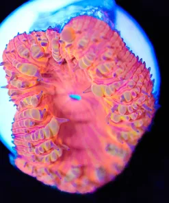 Wysiwyg Flamethrower Blastomussa Frag [F137]