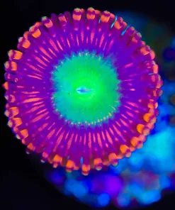 Wysiwyg Candy Apple Zoanthid Frag [F138]