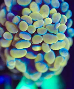 Wysiwyg Golden Hammer Coral Frag [F140] *Free Shipping ! Minimum $249 livestock spend*