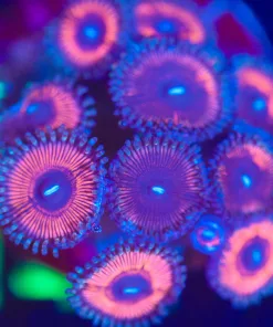 Wysiwyg Bubble Gum Zoanthid Frag [F142] *Free shipping! Min $249 livestock spend*