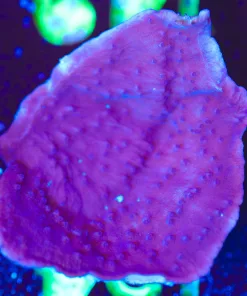 Wysiwyg XL Purple Grape Monitcap Frag [F149]