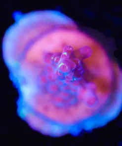 Wysiwyg JF Fox Flame *Browned out color :( - can you bring it back to life * ? [F154]