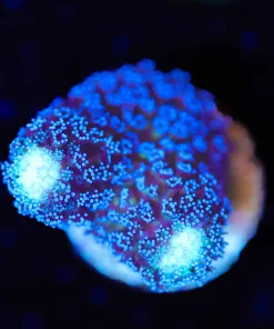 Wysiwyg Purple Stylophora Frag [F155]