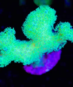 Wysiwyg Glowing Pocillipora Frag [F156]