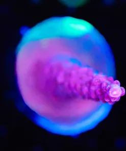 Wysiwyg Reef Raft Red Diablo *Grafting green color at base!* [F157] *Free shipping! Minimum $199 livestock spend*