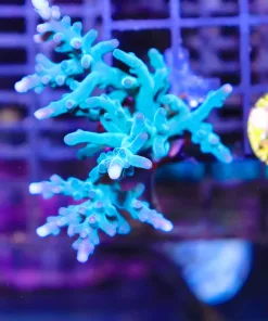 Wysiwyg Ora Hawkins Enchinata Mini Colony [F213]