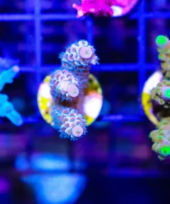 Wysiwyg Acropora Tenuis Frag [F153]