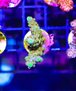 Wysiwyg Golden Budha Frag  [F158]