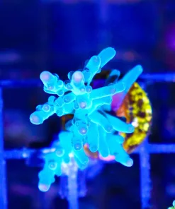 Wysiwyg Ora Hawkins Enchinata Frag [F160]