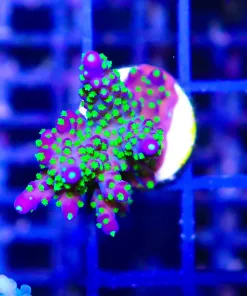 Wysiwyg XL Bonsai Acropora Valida Frag  [F163]