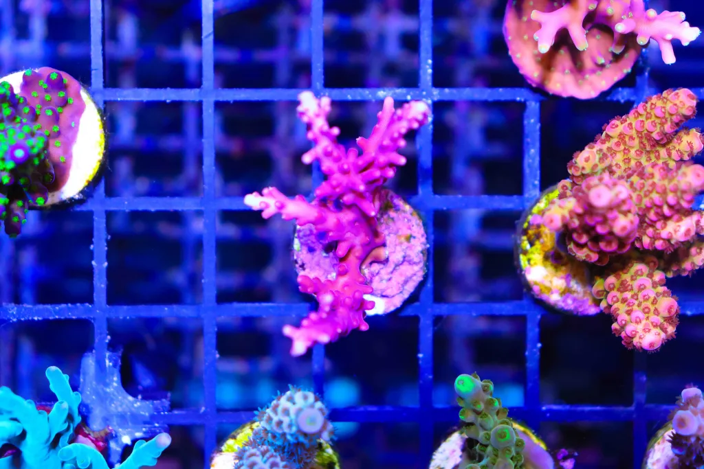 Frag Box Corals