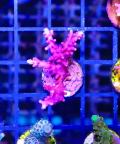 Wysiwyg Reef Raft Red Dragon Acropora Frag [F165]