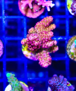 Wysiwyg XL Ragnarock Acropora Frag  [F166]