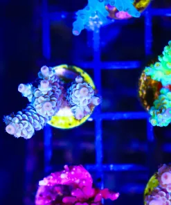 Wysiwyg Acropora Frag [F168]