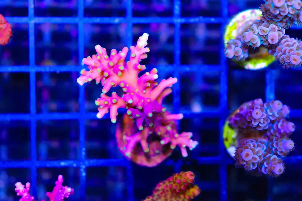 Frag Box Corals