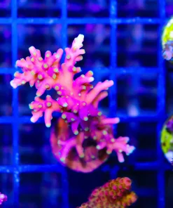 Wysiwyg XL Pink Dragon Acropora Frag [F170]