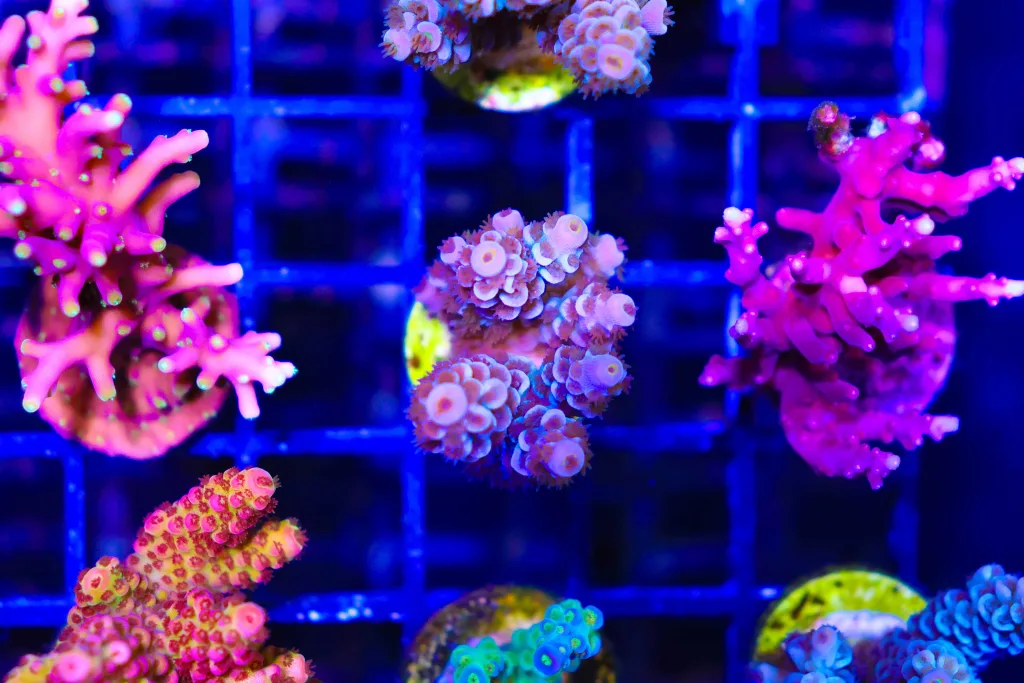 Frag Box Corals