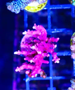 Wysiwyg XL RR Red Dragon Acropora Frag  [F172]