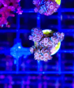Wysiwyg Acropora Frag  [F173]
