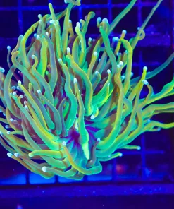 Wysiwyg Ultra Torc Coral - Large Head (C1)