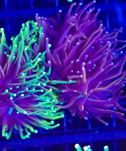 Wysiwyg 2 for 1 Torch Coral Combo   (C4) * Free shipping no minium spend*