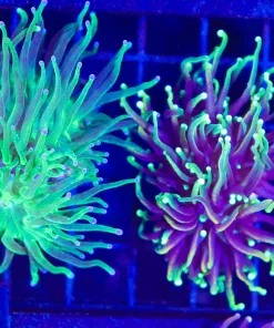 Wysiwyg 2 for 1 Torch Coral Combo  (C5)