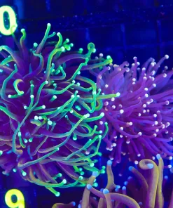 Wysiwyg 2 for 1 Torch Coral Combo (C9)