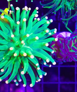 Wysiwyg 2 for 1 Hammer X Torch Coral Combo   (C13)