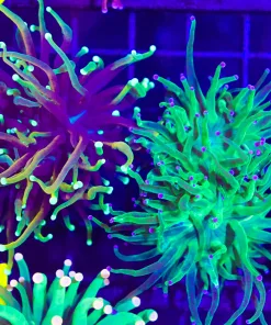 Wysiwyg 2 for 1 Torch Coral Combo   (C14)