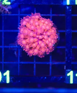 Wysiwyg Red Colored Gonipora (C101)