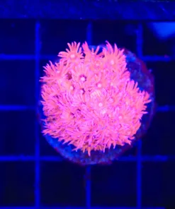 Wysiwyg Pink Flowerpot Coral (C135)