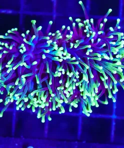 Wysiwyg Purple Joker  TorchCoral  (C17)