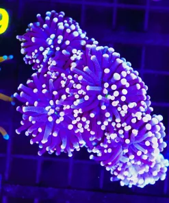 Wysiwyg Large White Tip Purple Tiger Torch Coral  (C18)