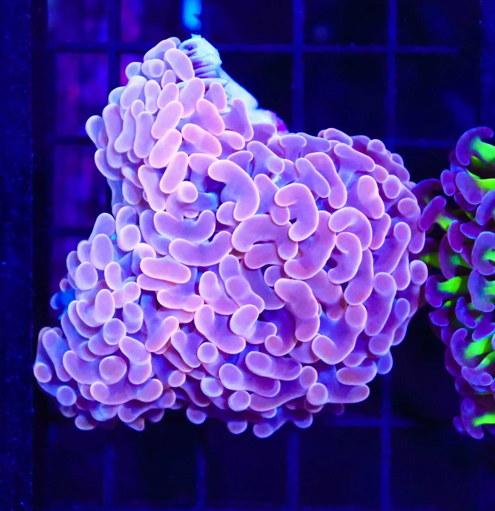 Frag Box Corals
