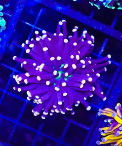 Wysiwyg Purple Aussie Torch Coral (C23)