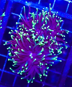 Wysiwyg Purple Torch Coral (C25)