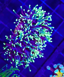 Wysiwyg Purple Aussie Torch Coral (C26)