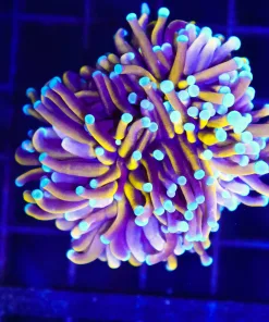 Wysiwyg Austrlaian Golden Torch Coral (C27) *Free shipping - no minimum livestock spend*