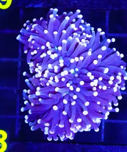 Wysiwyg Pruple Tiger Trch Coral (C28)